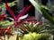 Ornamental Cordyline fruticosa. beautiful plant natural red color