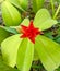 Ornamental costus plants thriving in a garden