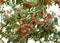 Ornamental Crab Apple Tree with Uncountable Vibrant Red Color Fruits