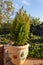 Ornamental cypress tree growing in a pot