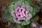 Ornamental decorative cabbage