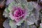 Ornamental decorative cabbage