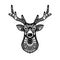 Ornamental deer head, trendy ethnic zentangle design, hand drawn