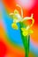 Ornamental dual color iris flowres presentation on abstract background 