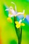 Ornamental dual color iris flowres presentation on abstract background