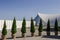 Ornamental evergreen plants near big white tent pavilion for mass events on a background of blue sky