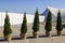 Ornamental evergreen plants near big white tent pavilion for mass events on a background of blue sky