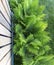 Ornamental fern bushes grow near a fence or veranda of an ornament