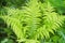 Ornamental fern grows in the garden