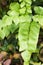 Ornamental fern leaves