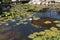 Ornamental fish that swim in a pond and blooming water lilies photo.