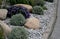 Ornamental flower bed with perennial pine and gray granite boulders, mulched bark and pebbles in an urban setting near the parking