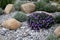 Ornamental flower bed with perennial pine and gray granite boulders, mulched bark and pebbles in an urban setting near the parking