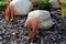 Ornamental flower bed with perennial pine and gray granite boulders, mulched bark and pebbles in an urban setting near the parking