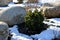 Ornamental flower bed with perennial pine and gray granite boulders, mulched bark and pebbles in an urban setting near the parking