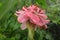 An ornamental flower Etlingera elatior in sunlight. Tropical flower red torch ginger zingiberaceae. Beautiful Pink flowers Torch