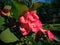 Ornamental Flower Plants With Densely Spiny Stems Euphorbia Milii Or Crown Of Thorns In The Garden