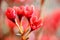 Ornamental flower - red wintersweet.