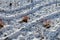 Ornamental flowerbed with grasses and perennials in winter. drone view of snowy grass in rows of rippling shapes and curves. sever