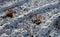 Ornamental flowerbed with grasses and perennials in winter. drone view of snowy grass in rows of rippling shapes and curves. sever