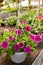 Ornamental flowerpots with pink petunia