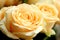 Ornamental Flowers - Charming Champagne Rose.
