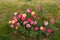 Ornamental flowers grown in the garden