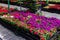 Ornamental flowers on sale