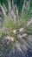 Ornamental fountain grass in the garden - Pennisetum alopecuroides