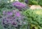 Ornamental Fringe Mix Kale Garden