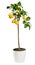 Ornamental fruiting lemon tree on white