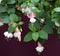 Ornamental Fuchsia Hybrid Flowers Against a Deep Wine or Colored Background