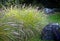 Ornamental garden with dark rocks and diamond grass with pink fl