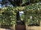 Ornamental garden flowers and Istrian green motifs on public areas - Istria, Croatia / Ukrasno vrtno cvijeÄ‡e i istarski zelenilo