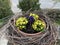 Ornamental garden flowers planted in the shape of a large bird`s nest in front of a village church, Wetzwil - Canton of ZÃ¼rich