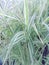 Ornamental garden grass of Everest Carex Oshimensis
