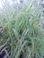 Ornamental garden grass of Everest Carex Oshimensis