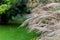 Ornamental garden grasses decorative light brown grass