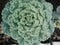 Ornamental garden kale brassica oleracea with ruffled and feathered leaves