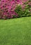 Ornamental garden lawn with flowering azaleas in the background