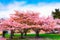 Ornamental garden with majestically blossoming large cherry tree