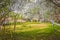 Ornamental garden with majestically blossoming large cherry trees and Apple trees on a fresh green lawn