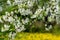 Ornamental garden with majestically blossoming large cherry trees and Apple trees on a fresh green lawn