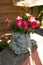 Ornamental garden planter filled with petunia flowers