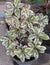 ornamental garden white purslane green and white leaf pattern, height up to -+50 cm