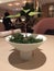 Ornamental Germinating Potato Plant - Table installation