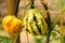 Ornamental Gourds