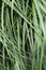 Ornamental Grass Blades With Fresh Raindrops