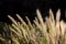 Ornamental grass illuminated by the sunshine against black background