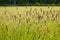 Ornamental grass /  Kind of summer tall grass.